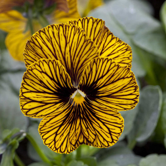 Viola tiger eye yellow bright yellow bloom with dark radiating markings on a plain backdrop.