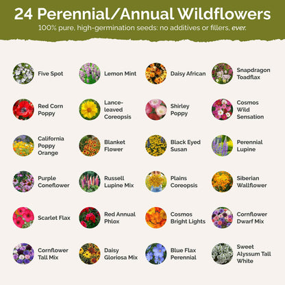 List of flower species and seeds included in the Wildflower Seed Mix.