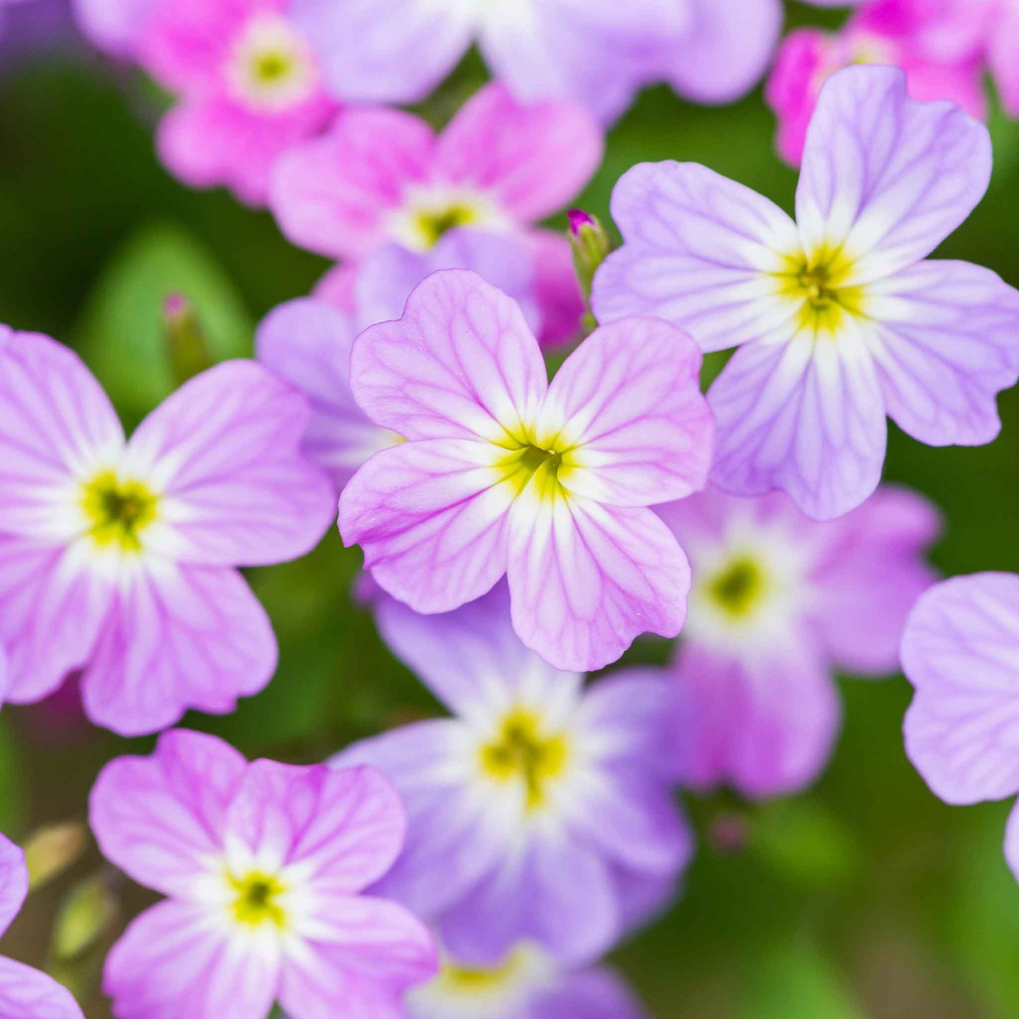 Virginia stock purple flowers with yellow centers against a blurred green background