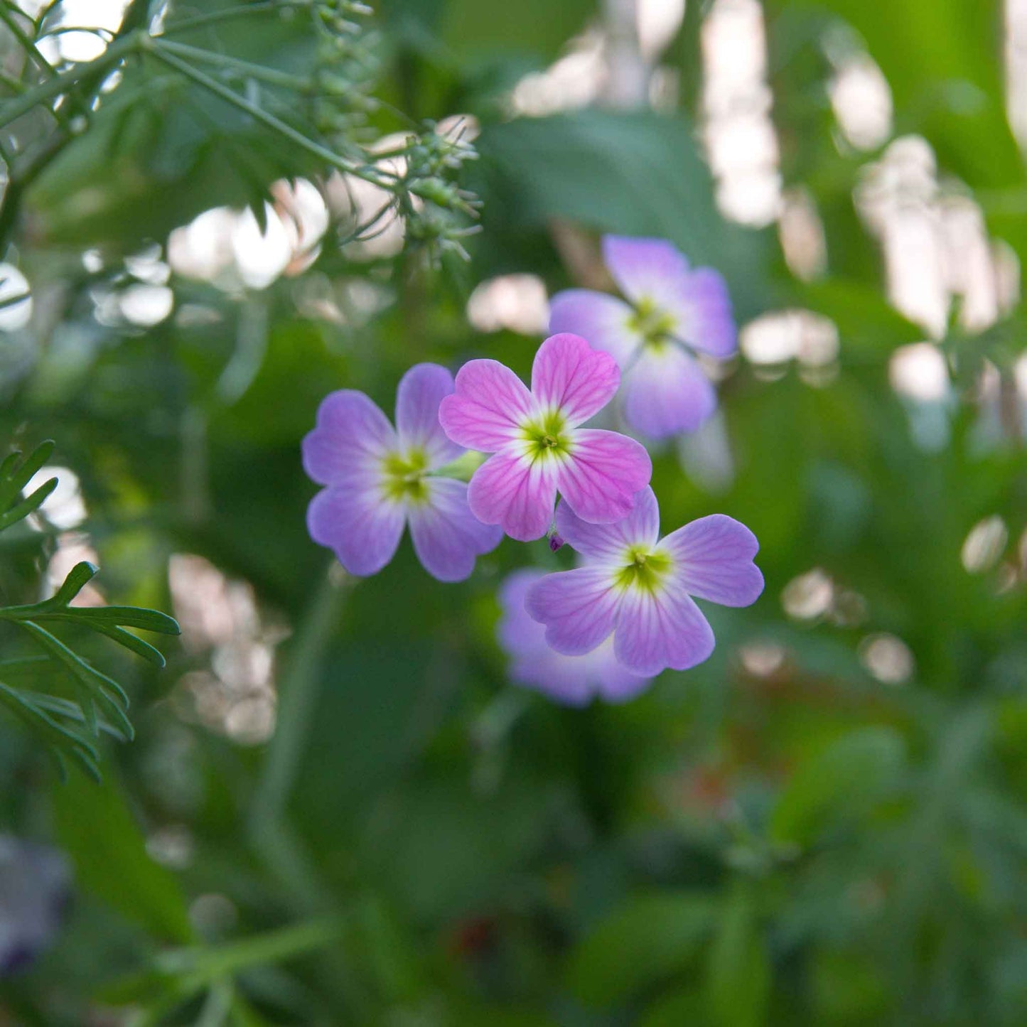 Virginia stock pink and purple flowers with lush green foliage in the background