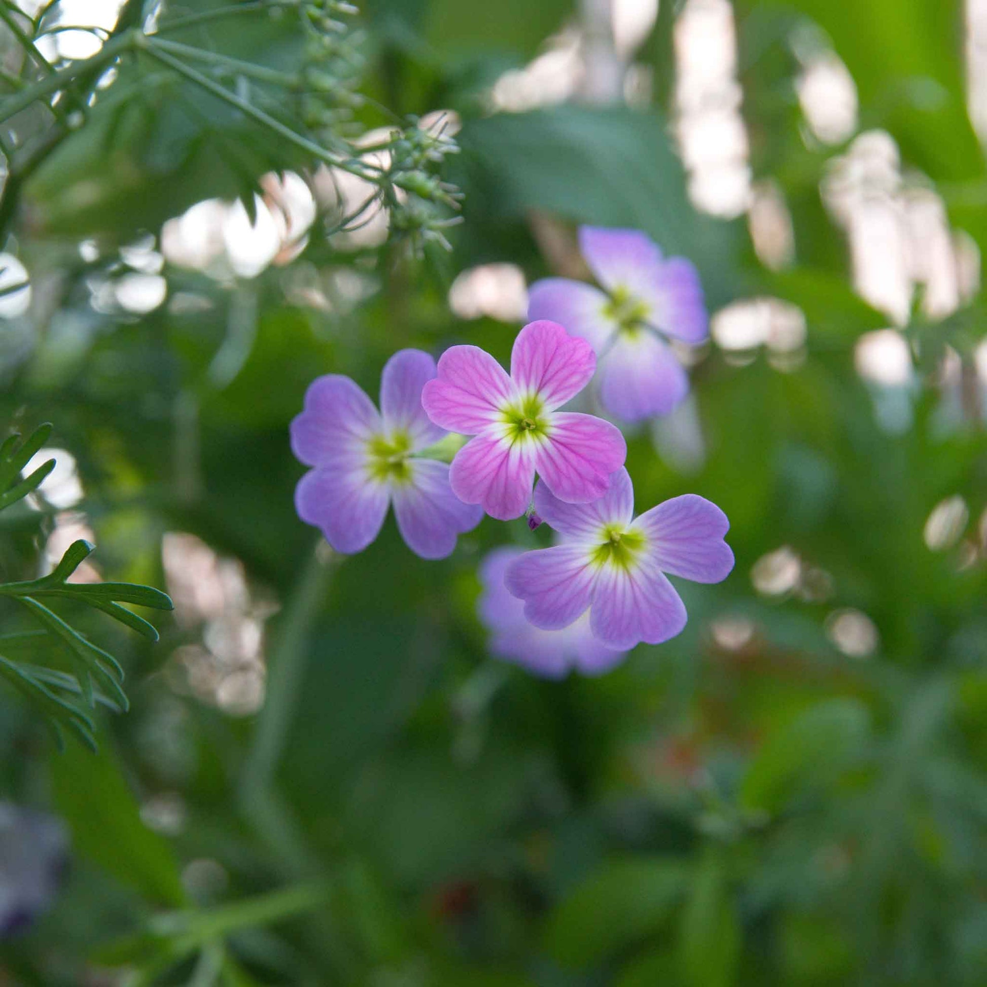 Virginia stock pink and purple flowers with lush green foliage in the background