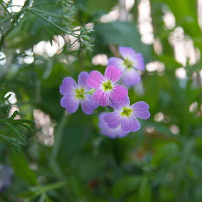 Virginia stock pink and purple flowers with lush green foliage in the background