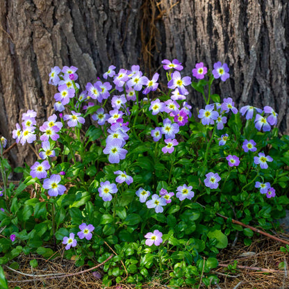 Virginia stock purple and yellow flower in close-up with a soft blurred background