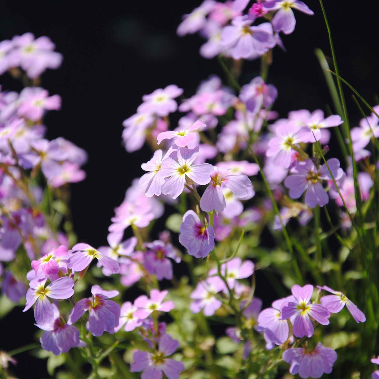 Virginia stock purple flowers in a cluster against a dark blurred background