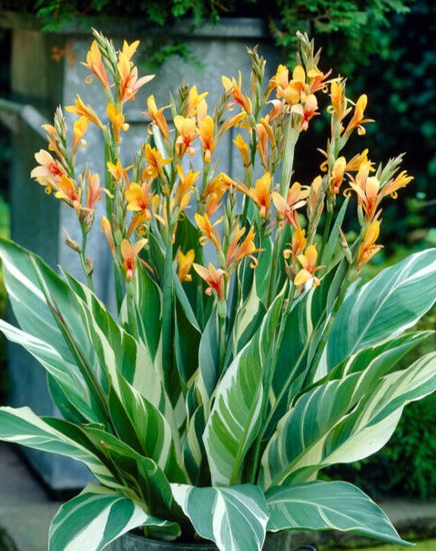 Stuttgart Canna – spring-planted flower bulb