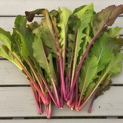 Vivid Choi Seedlings