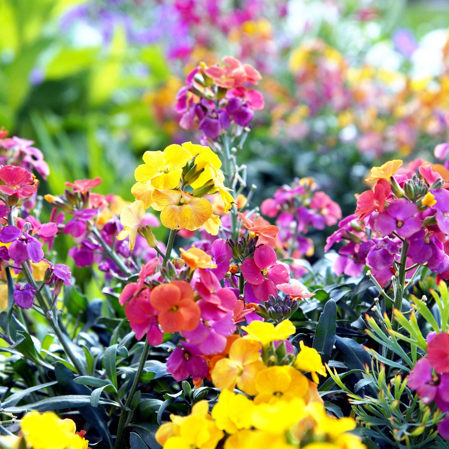 English wallflower orange, pink and yellow blooms with green leaves on a blurred background