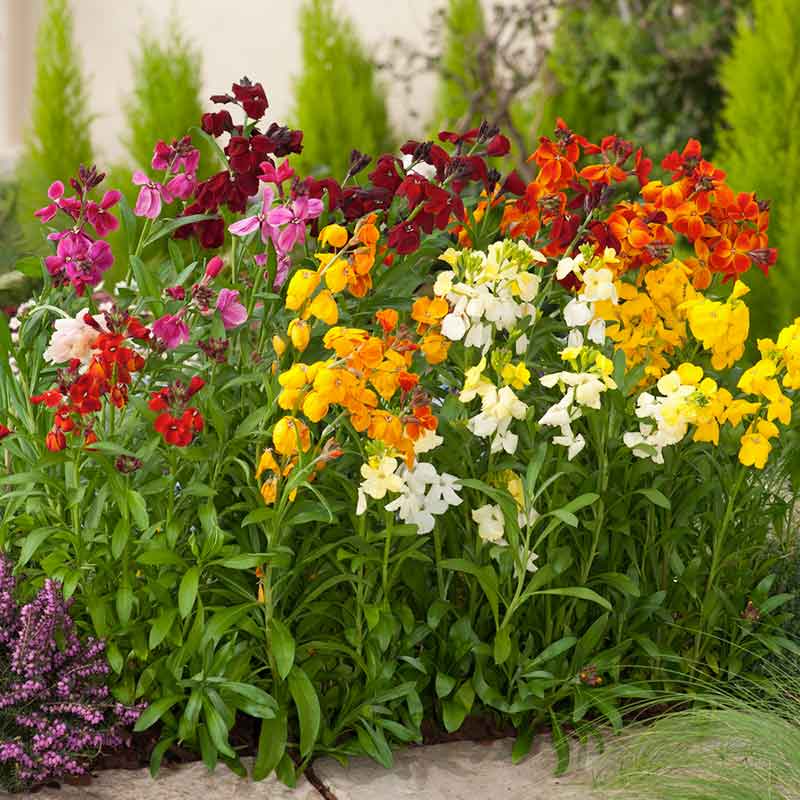 Wallflower fair lady mix red, orange and yellow flowers blooming in a garden background | copyright: Floramedia UK Ltd