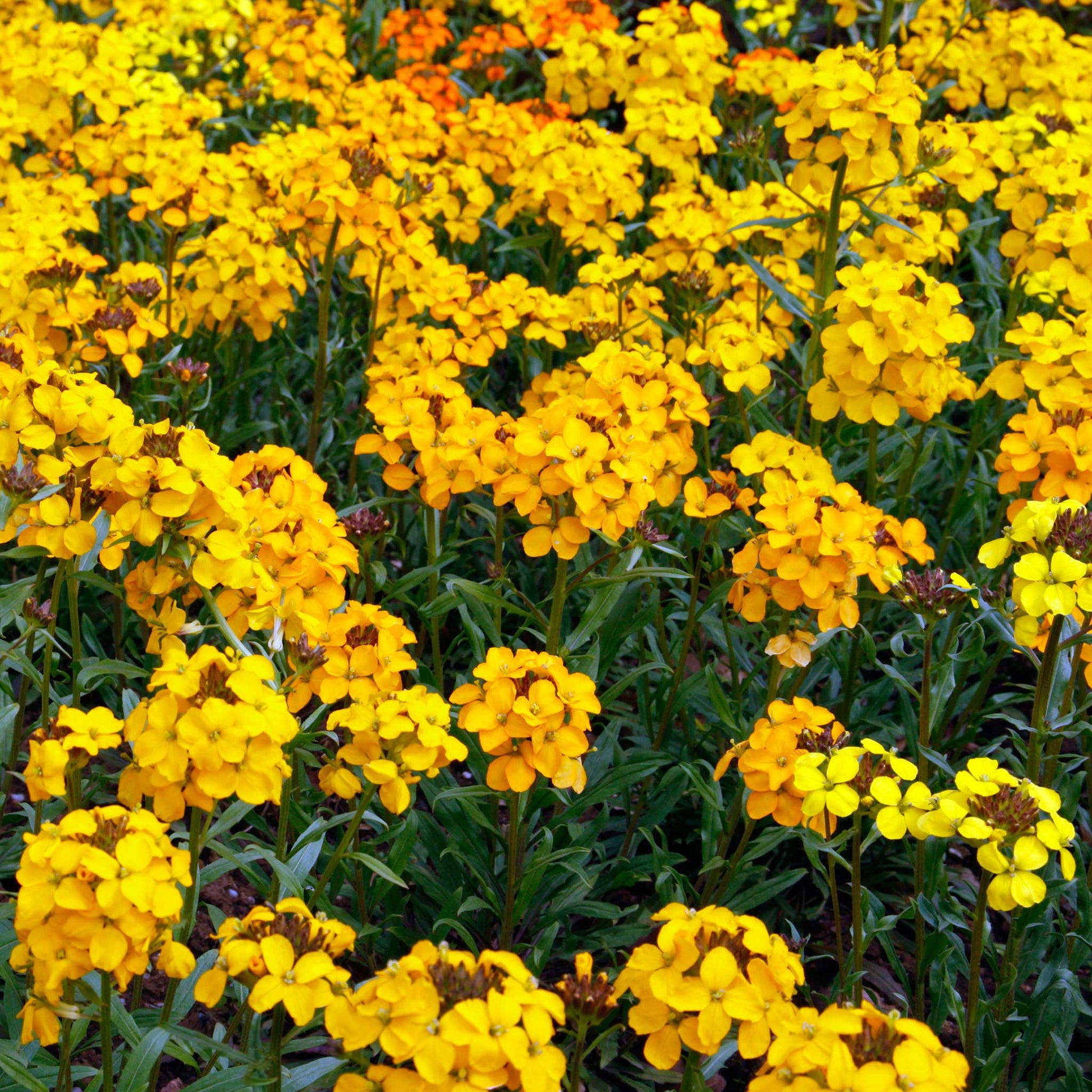 Siberian wallflower bright orange flowers with yellow centers on a blurred orange background