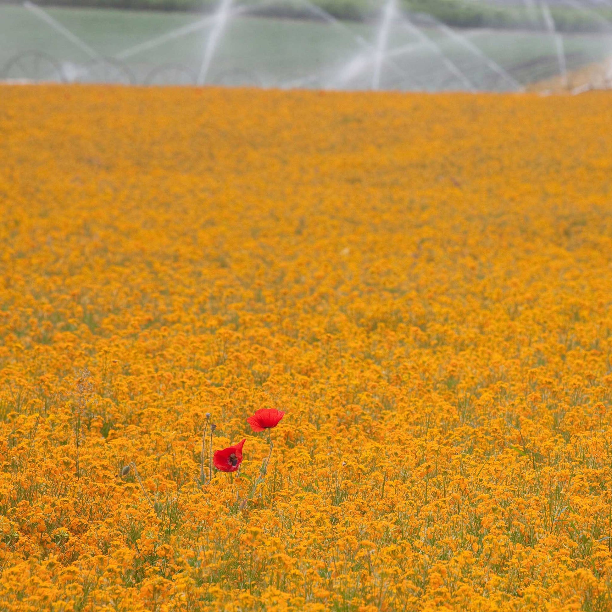 Siberian wallflower orange flowers covering a field with a blurred orange garden background