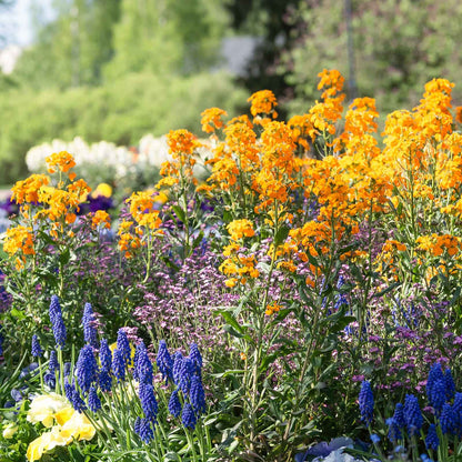 Siberian wallflower orange and yellow flowers with green stems on a blurred garden background