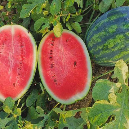 All Sweet watermelon with a green rind and dark stripes is sliced, revealing its juicy interior.