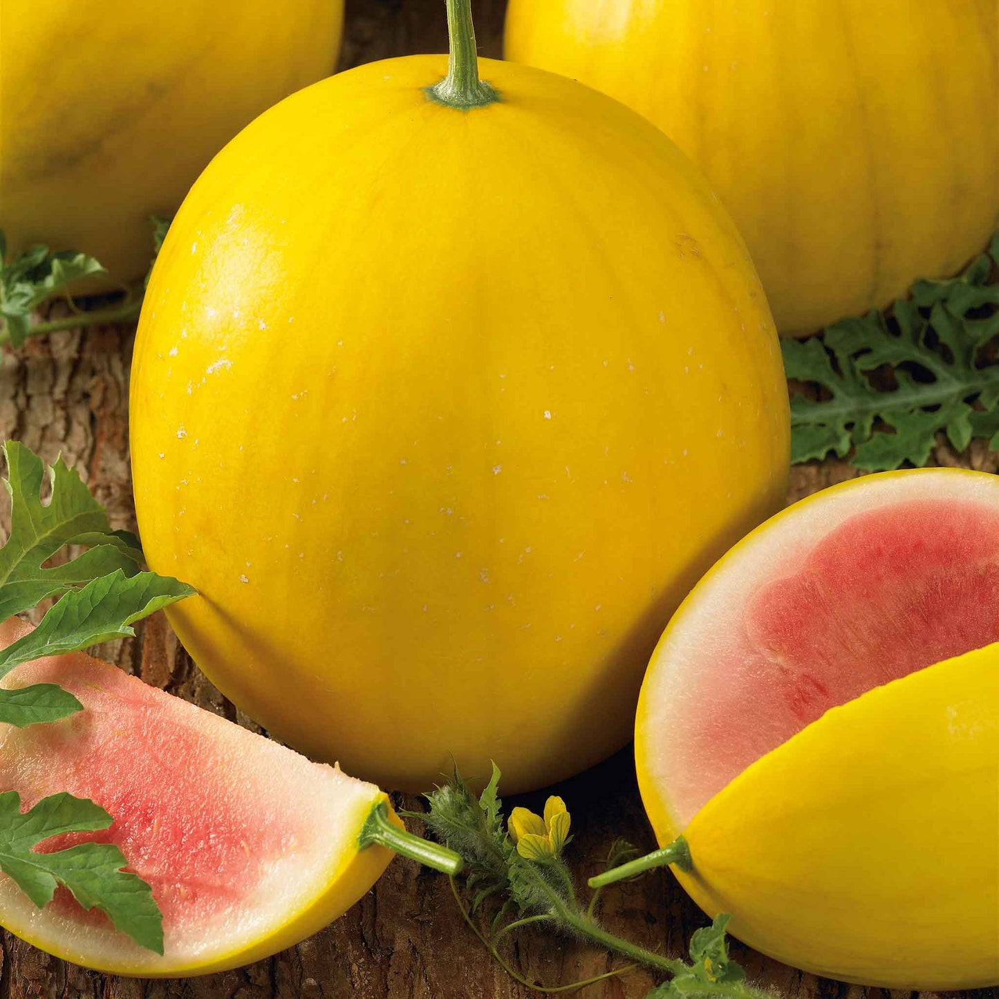 Golden Midget watermelon, ripe, small, and round, with a vibrant yellow rind.