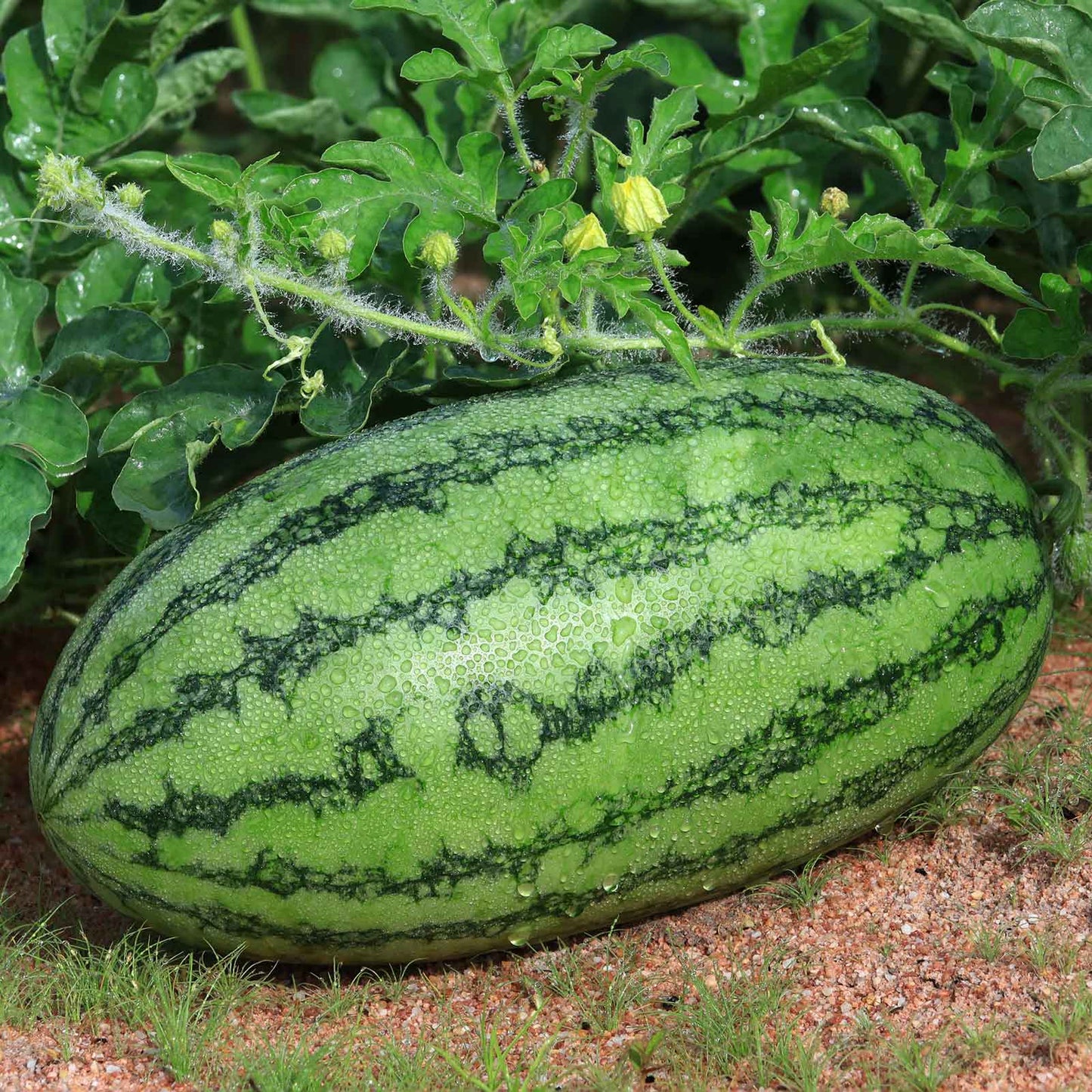 A large, oblong Jubilee Improved watermelon with a light green rind and dark green stripes.