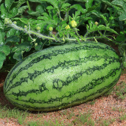 A large, oblong Jubilee Improved watermelon with a light green rind and dark green stripes.