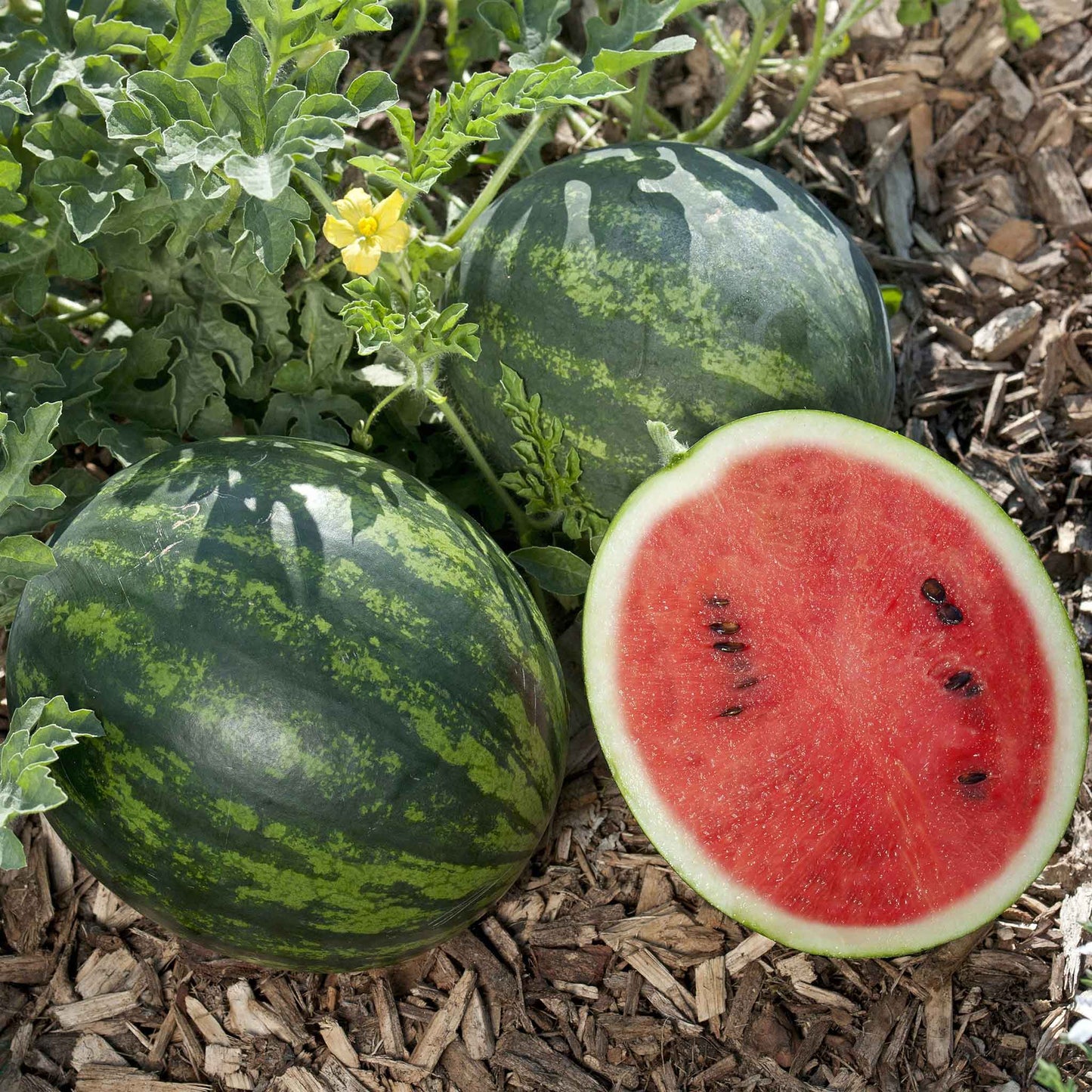 A round, green Mini Love watermelon with dark stripes sits on the ground, and cut in half.