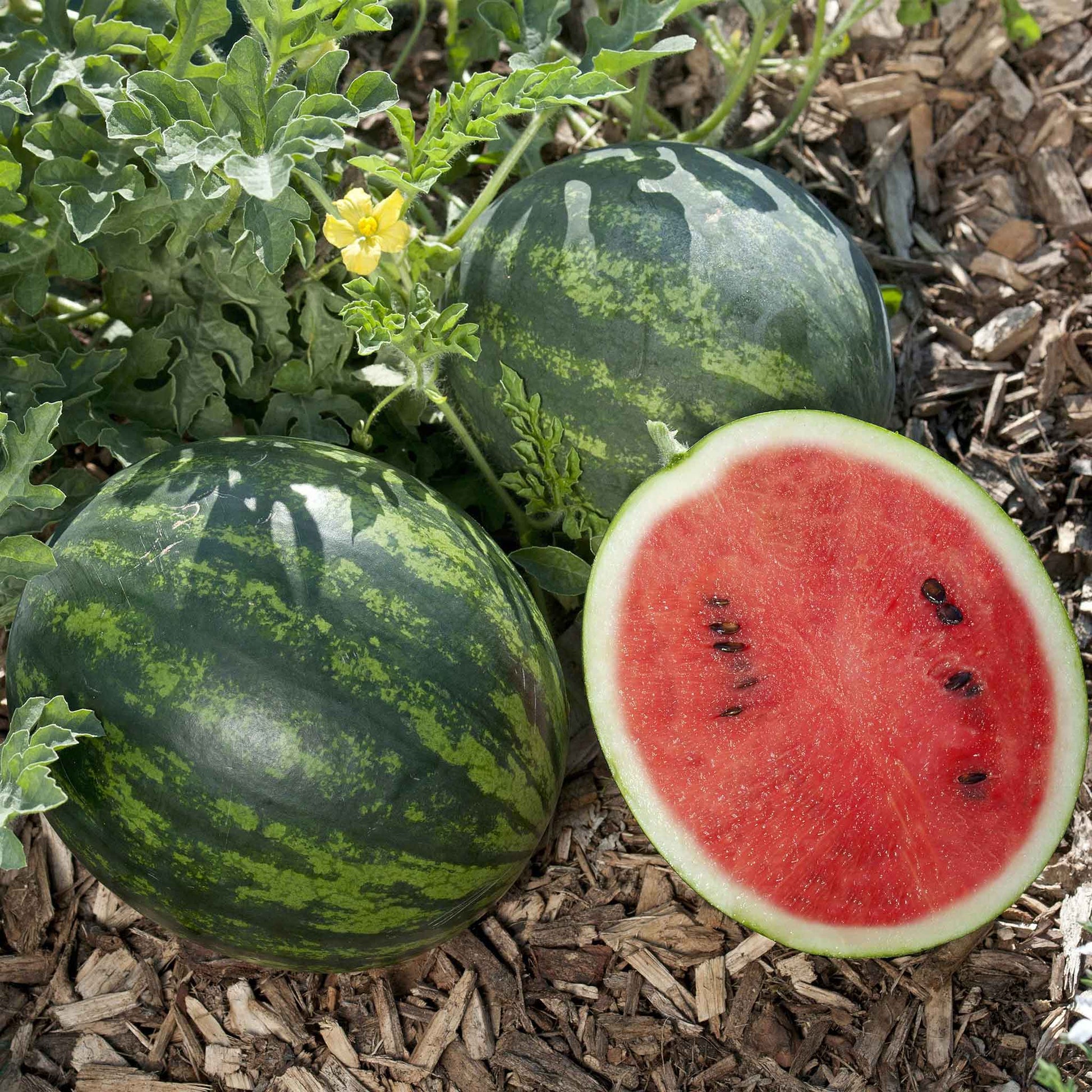 A round, green Mini Love watermelon with dark stripes sits on the ground, and cut in half.