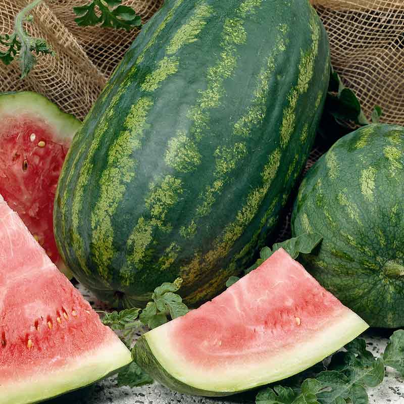 A large, oblong Jubilee Improved watermelon with a light green rind and dark green stripes, with slices of watermelon. | copyright: Floramedia UK Ltd