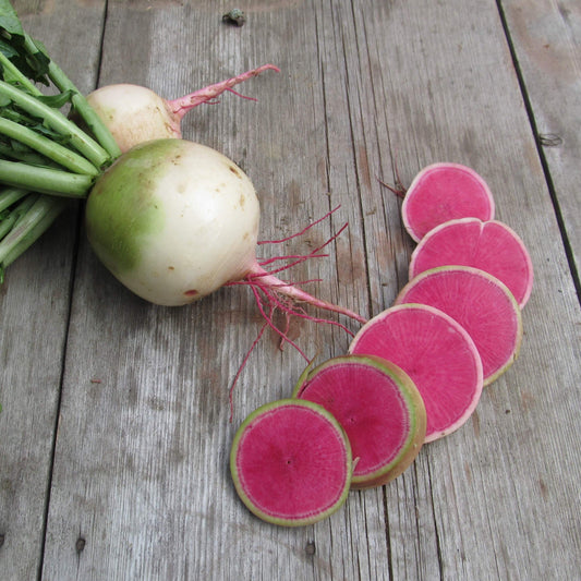 Watermelon Radish – vegetable seed variety
