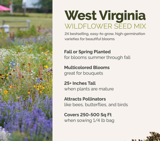 A visual overview of the wildflower seed mix, showcasing expected floral blooms.