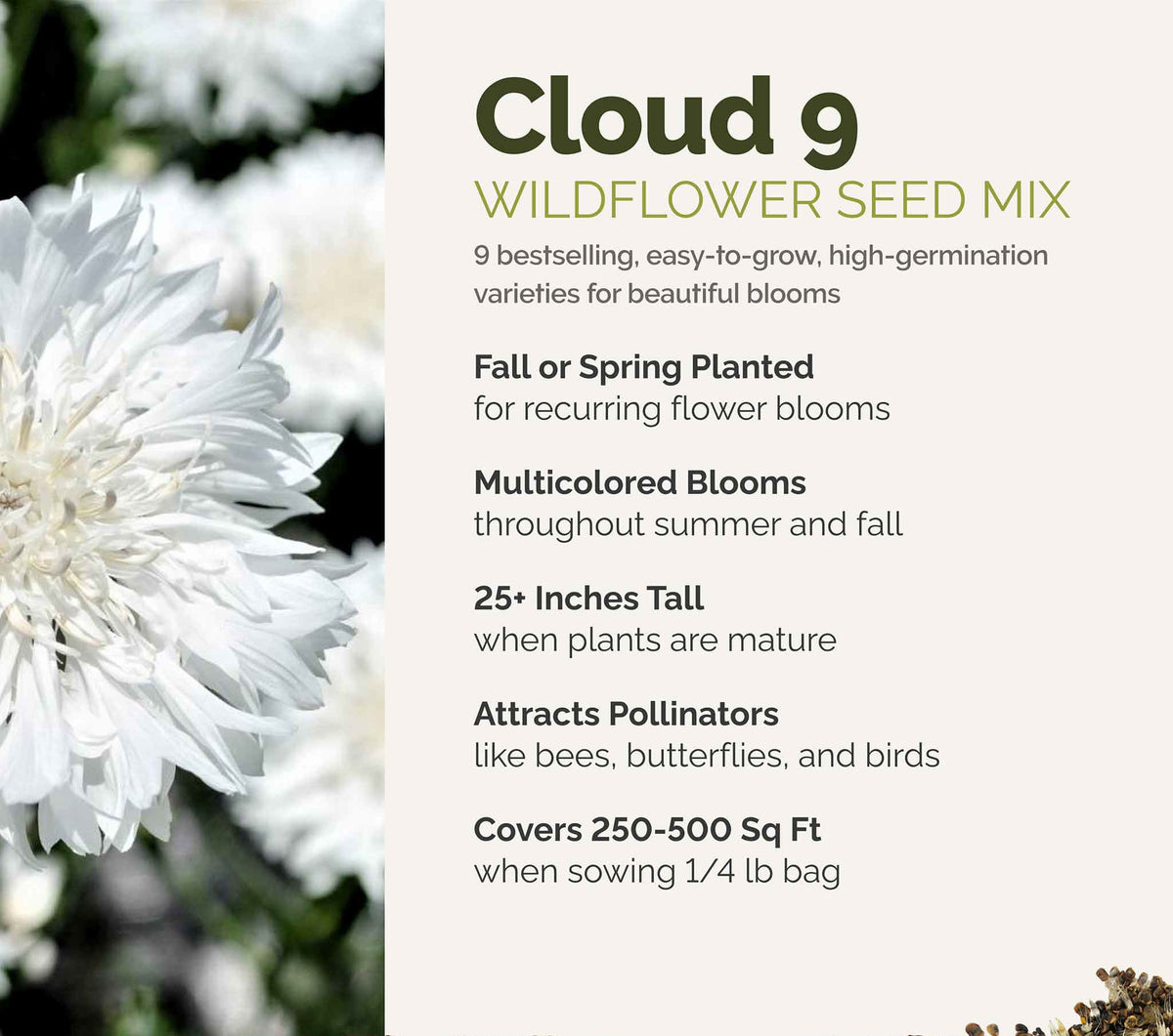 A visual overview of the wildflower seed mix, showcasing expected floral blooms.