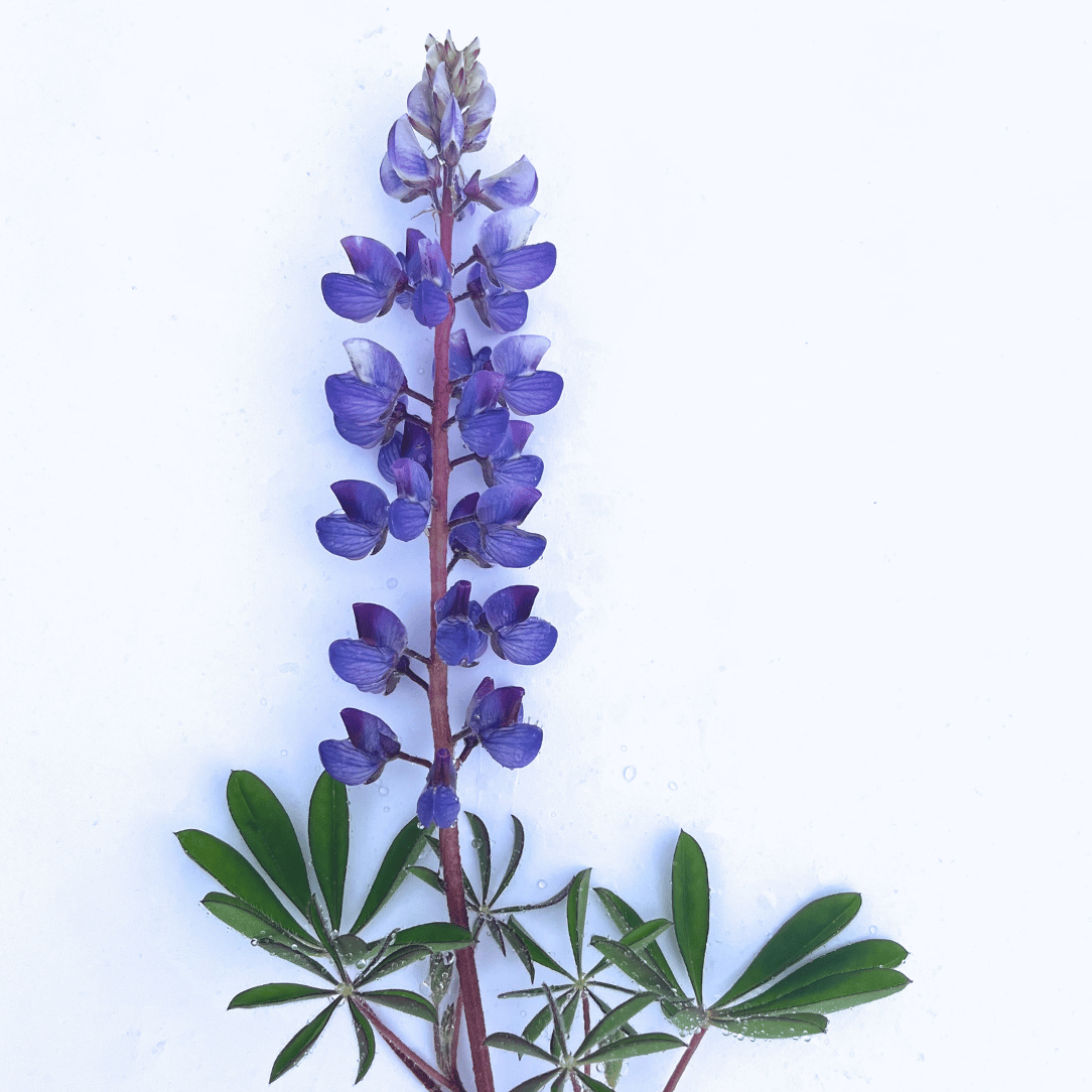 Wild Lupine - PollinateHV Local Ecotype Seedling