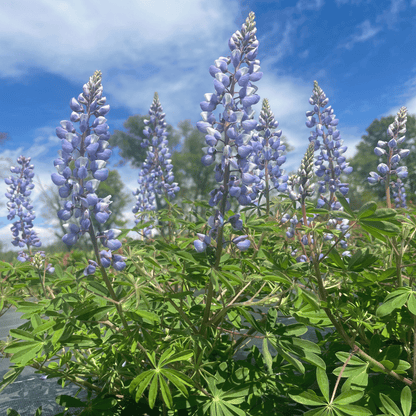 Wild Lupine - PollinateHV Local Ecotype Seedling