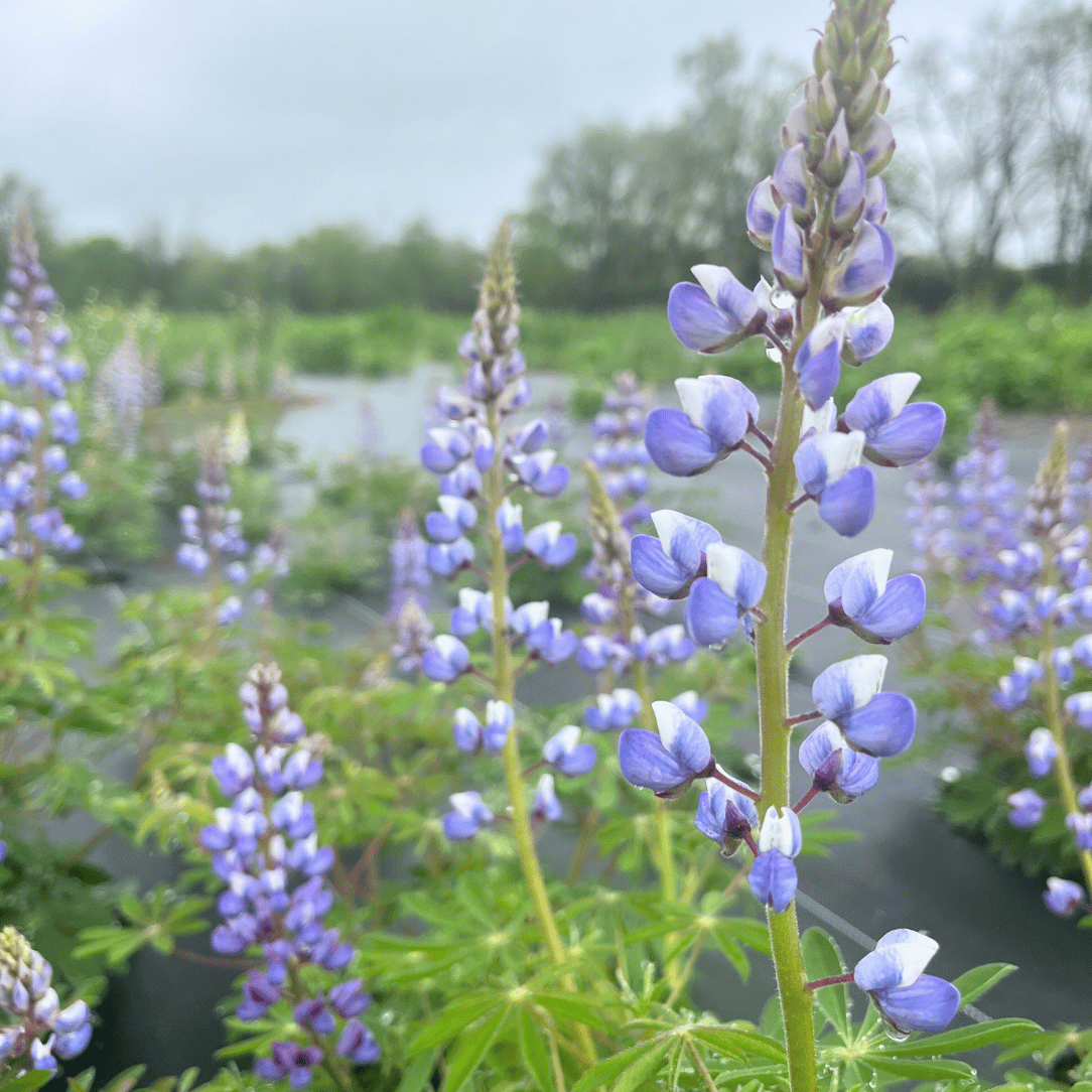 Wild Lupine - PollinateHV Local Ecotype Seedling