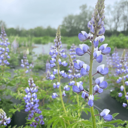 Wild Lupine - PollinateHV Local Ecotype Seedling