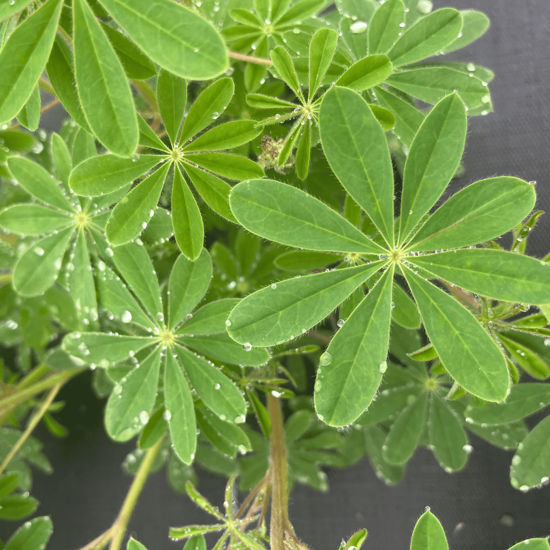 Wild Lupine - PollinateHV Local Ecotype Seedling