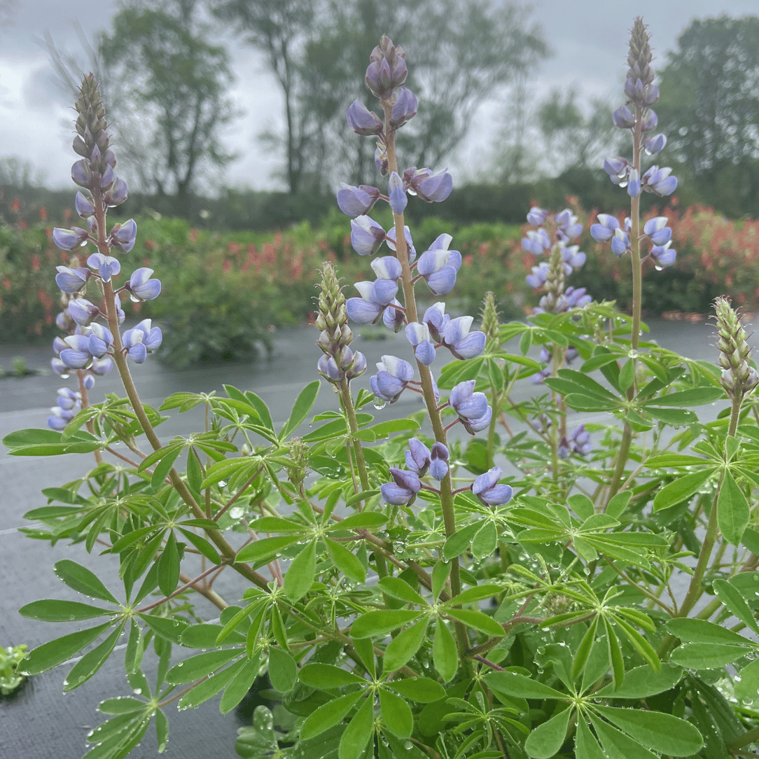 Wild Lupine - PollinateHV Local Ecotype Seedling