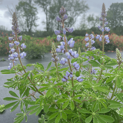 Wild Lupine - PollinateHV Local Ecotype Seedling