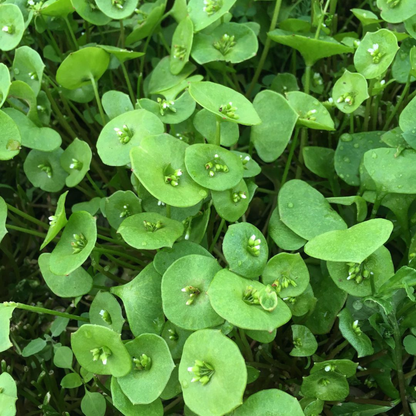 Winter Greens Mix