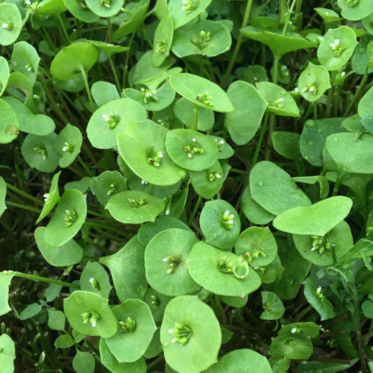 Winter Greens Mix – vegetable seed variety