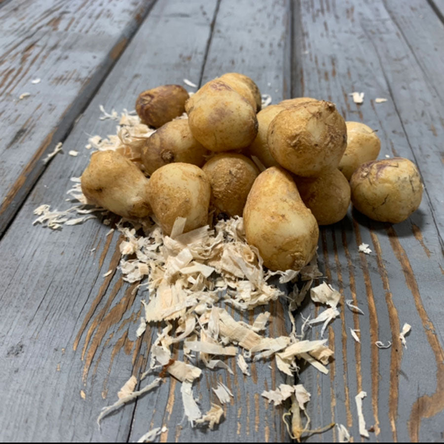 A pile of wood hyacinth bulbs on a wooden surface with some wood shavings in front.