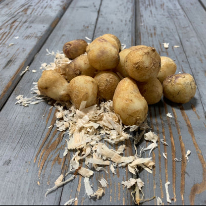 A pile of wood hyacinth bulbs on a wooden surface with some wood shavings in front.