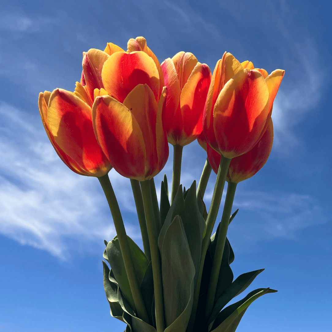 Tulip 'World Peace'