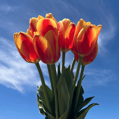 Tulip 'World Peace'