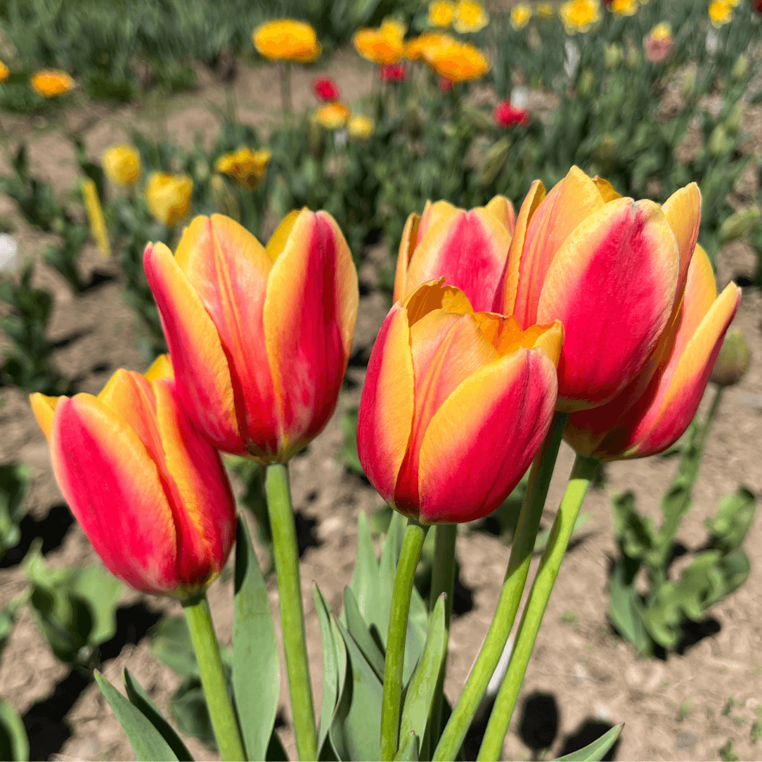 Tulip 'World Peace'