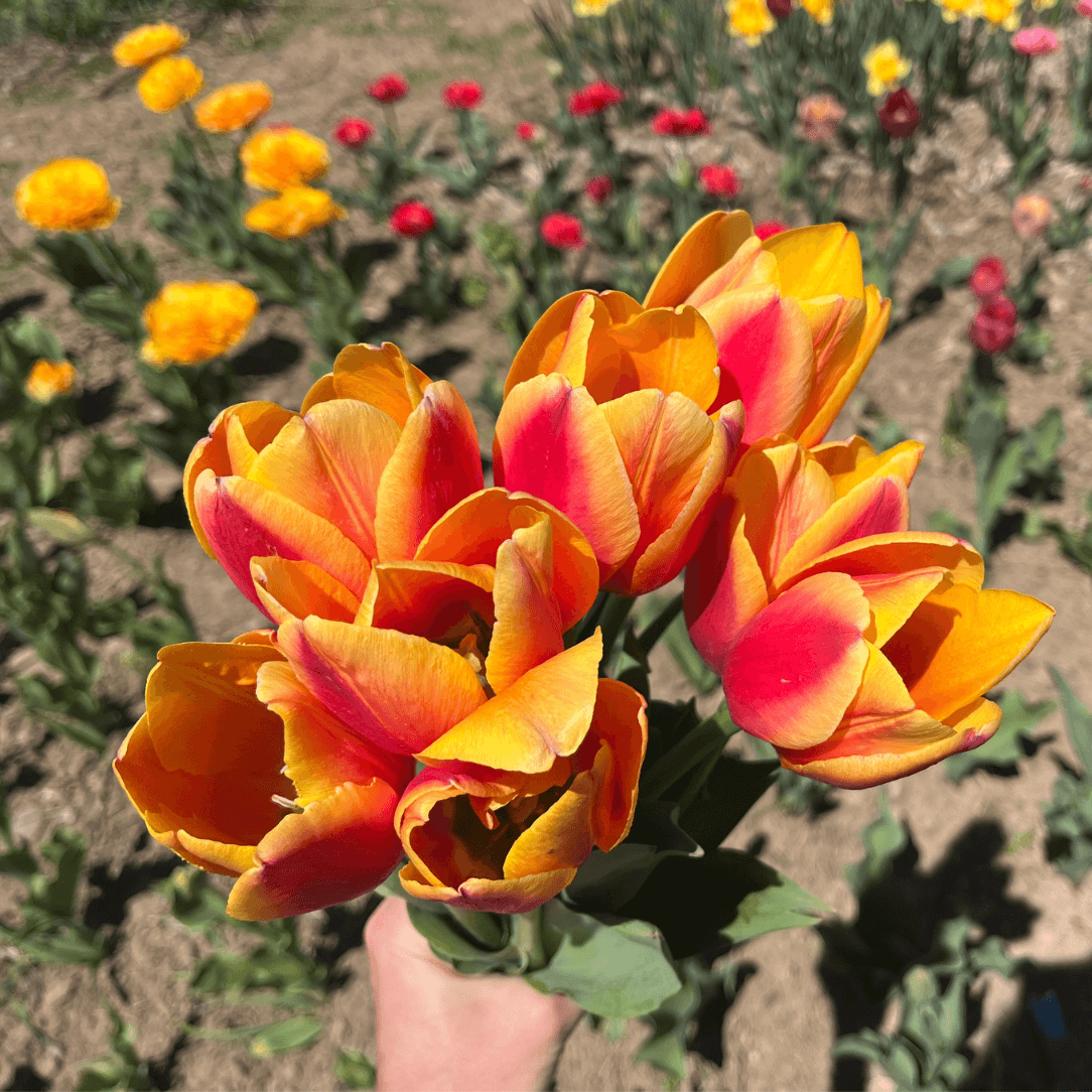 Tulip 'World Peace'