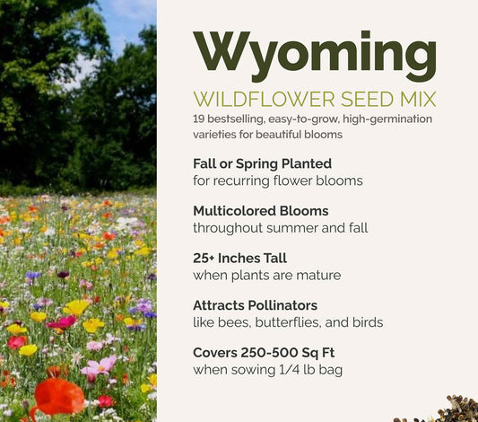 A visual overview of the wildflower seed mix, showcasing expected floral blooms.