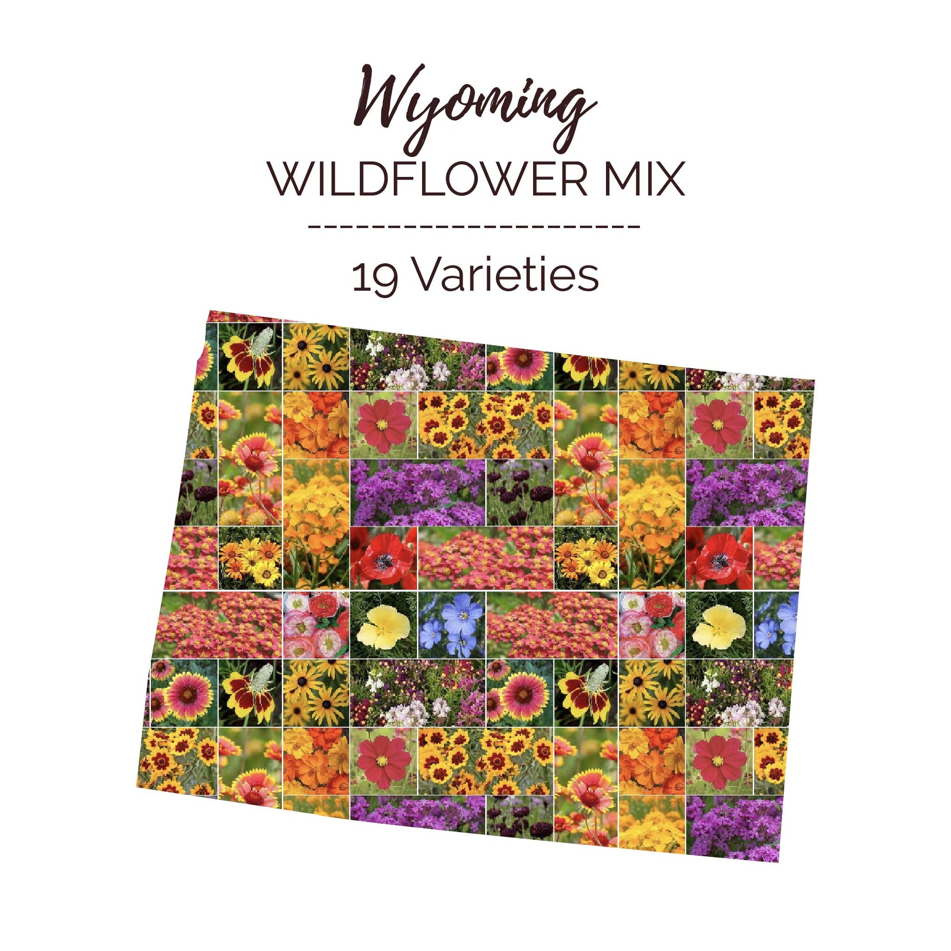 Graphic of the outline of the state for Wyoming Wildflower Seed Mix that contains images of the flowers in the mix