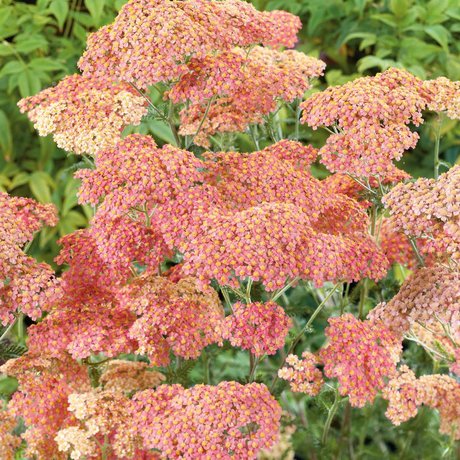 Yarrow salmon beauty with salmon-pink clusters and lush green foliage in a garden.