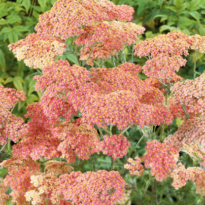 Yarrow salmon beauty with salmon-pink clusters and lush green foliage in a garden.