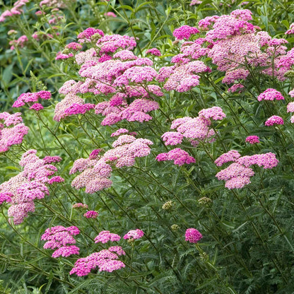 Yarrow appleblossom with delicate pink and white blooms in a sunny garden setting.