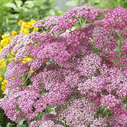 Yarrow appleblossom with soft pink blooms in a garden with yellow flowers in the background.