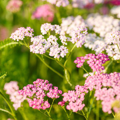 Bright pink cerise queen yarrow flowers against a blurred green background.