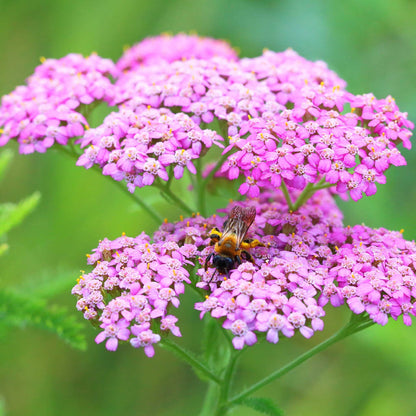 Pink cerise queen yarrow flower head with green foliage blurred in the background.