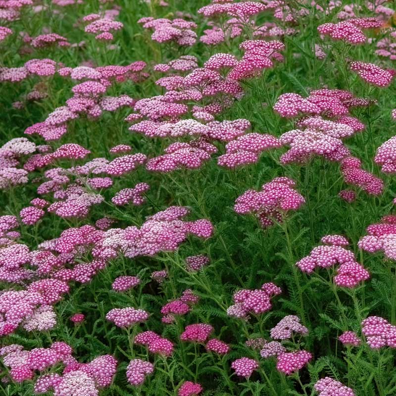 Cerise-pink yarrow flowers with yellow centers in a lush garden setting.