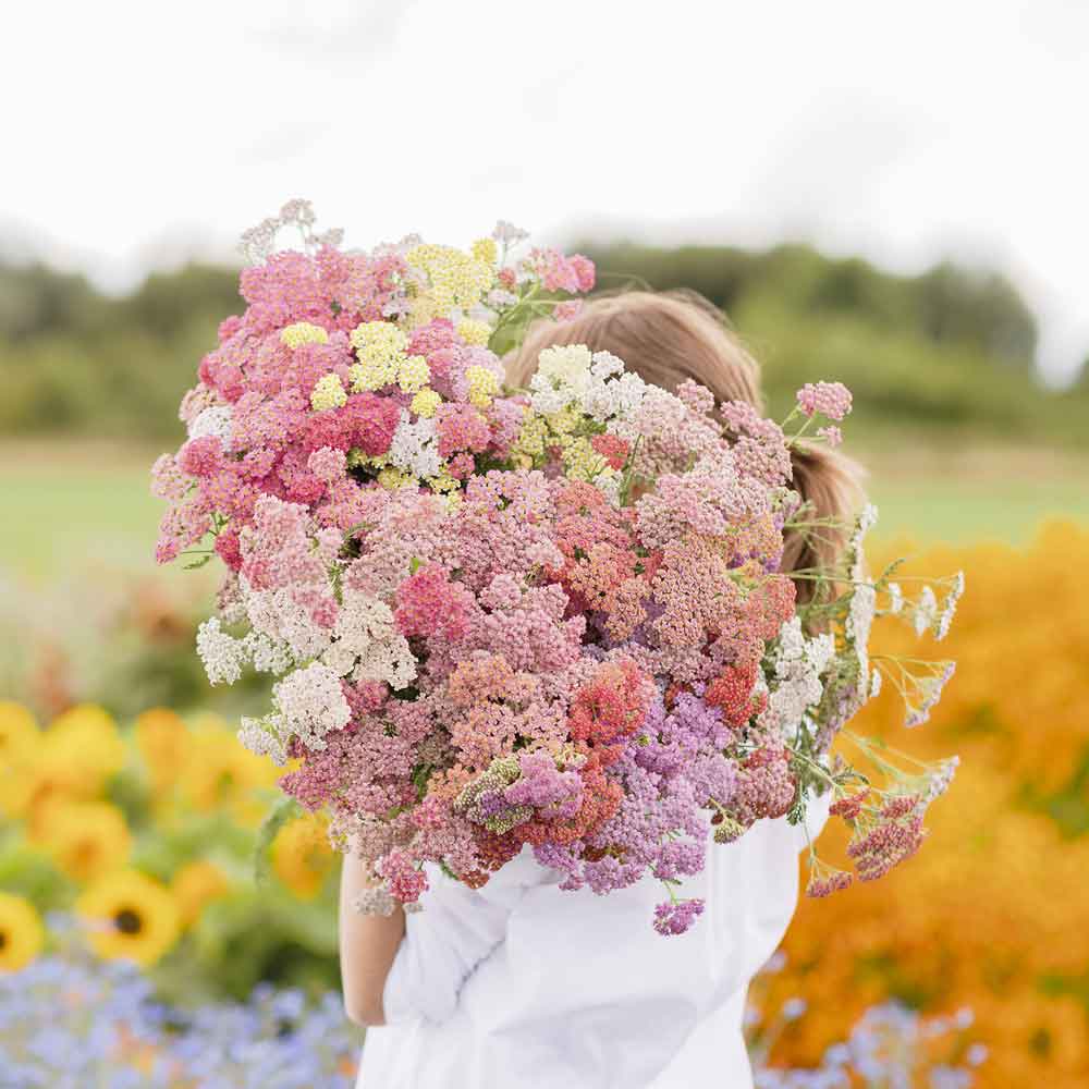 Colorado mix yarrow in pink, orange, and red held in a bright outdoor setting.